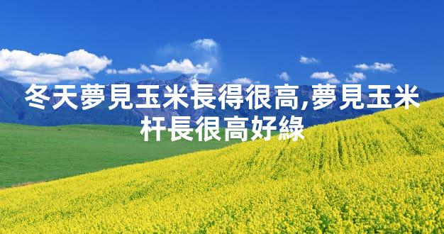 冬天夢見玉米長得很高,夢見玉米杆長很高好綠
