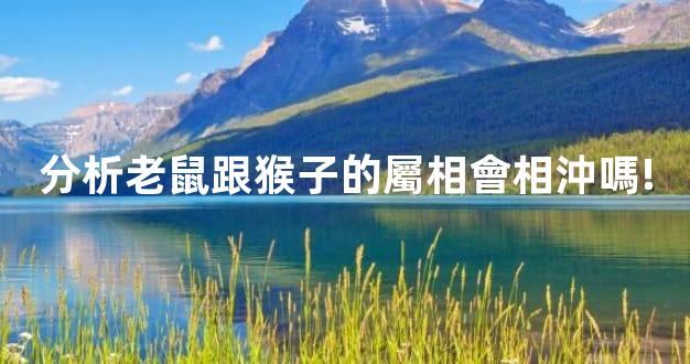 分析老鼠跟猴子的屬相會相沖嗎!