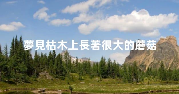 夢見枯木上長著很大的蘑菇