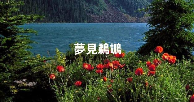 夢見鵜鶘