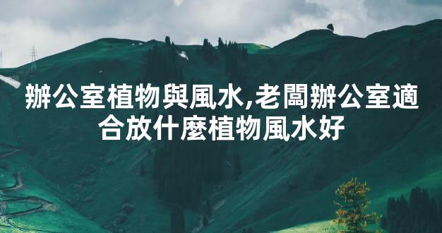 辦公室植物與風水,老闆辦公室適合放什麼植物風水好
