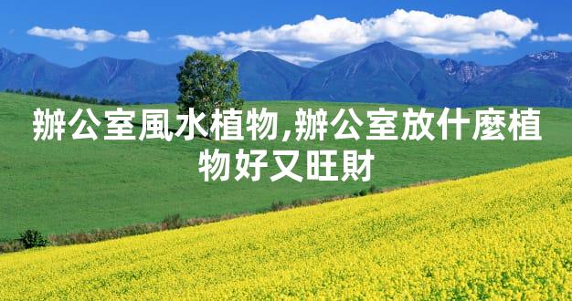 辦公室風水植物,辦公室放什麼植物好又旺財