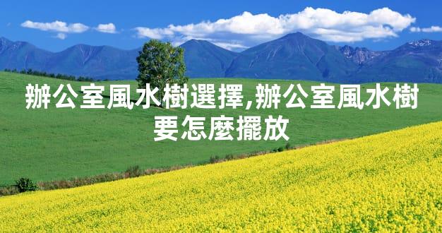 辦公室風水樹選擇,辦公室風水樹要怎麼擺放