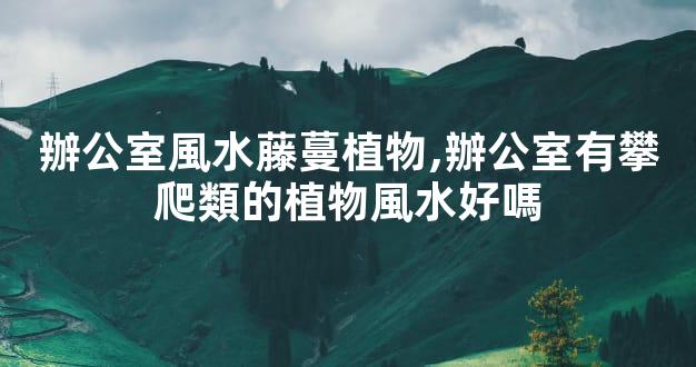 辦公室風水藤蔓植物,辦公室有攀爬類的植物風水好嗎