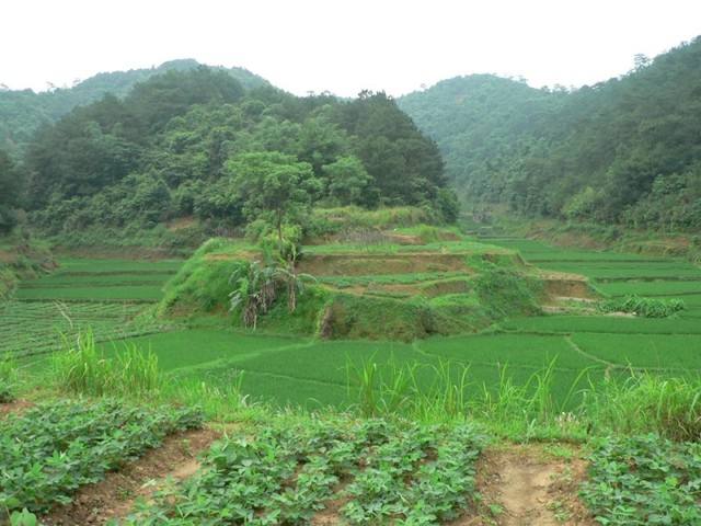 【毛澤東種生基】秘傳毛澤東于“甲金山”種下