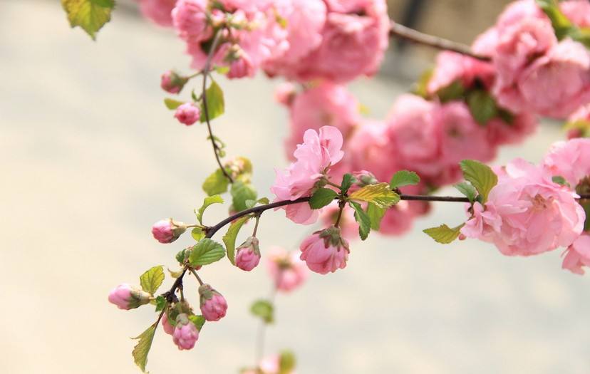汽車,桃花運