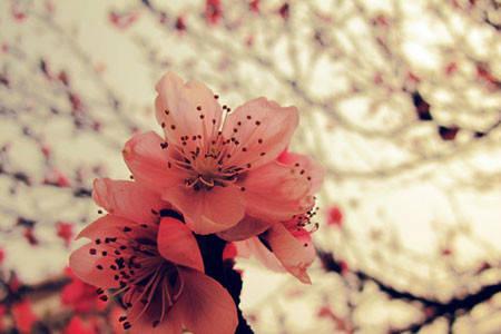 桃花運