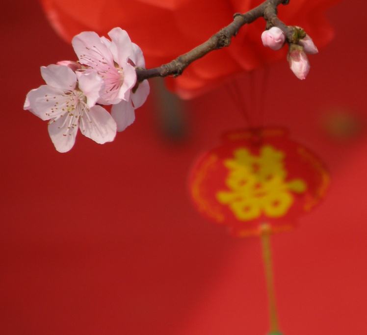 招正桃花
