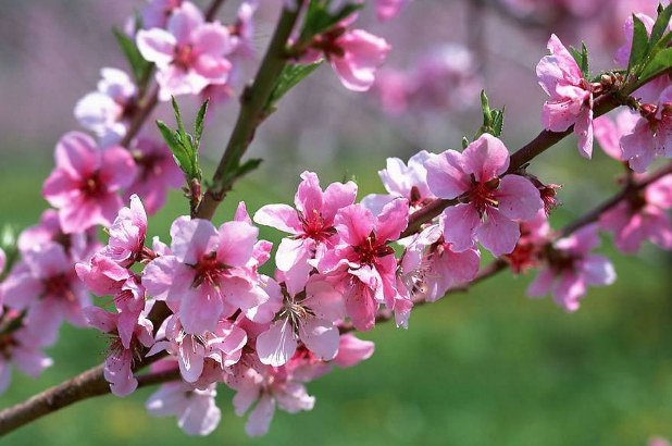 招桃花