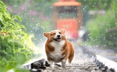 比較呆萌的寵物名字大全