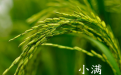 二十四節氣中小滿的由來 帶你瞭解更多民俗文化