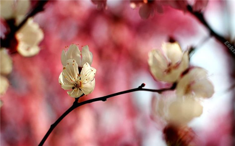 <b>身上哪裏長痣命最好，痣相圖解大全</b>