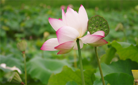 來去如風,這幾大生肖氣質飄逸自然