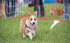 柯基犬取什麼名字好聽