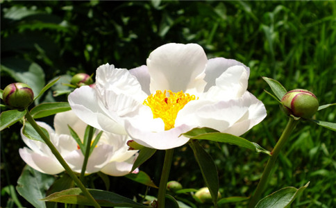 <b>招財貔貅,什麽長相的貔貅最招財</b>