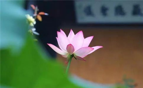 塔羅牌每周預測牌陣