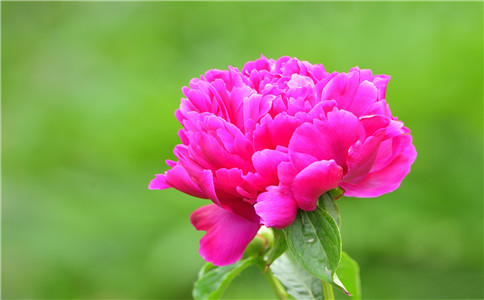 占蔔戀情,2021妳的爛桃花能否變成好桃花