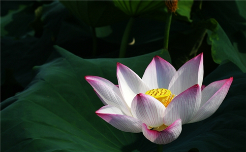 測妳2020年10月桃花運如何
