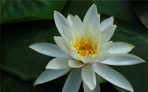塔羅占蔔,妳未來媳婦是潑辣型還是溫柔型