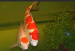 家裏養幾條魚財運好 看看河圖和洛書上怎麼說