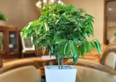 室內鎮宅辟邪什麼植物最好 家裏陽臺種什麼植物風水好又旺財