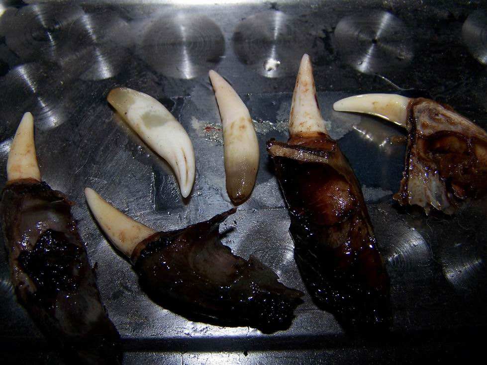 动物牙齿辟邪 盒子动物牙齿手工制作