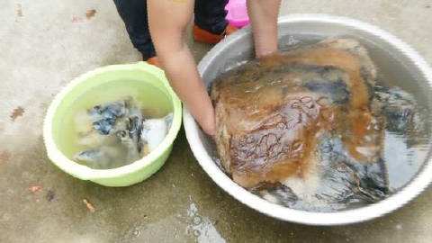 关于挖到太岁的人下场怎样了的信息