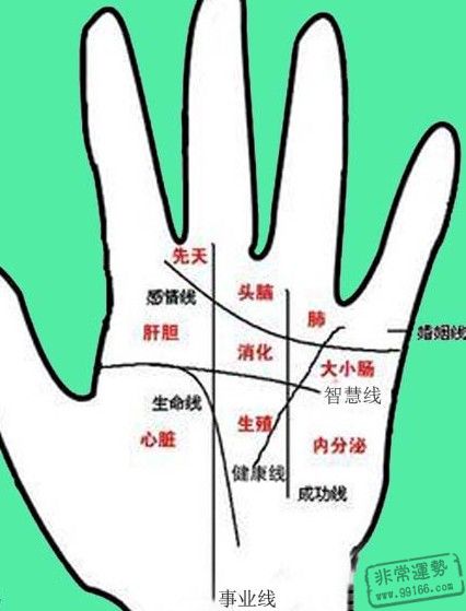 看手相算命图解 看手相算命图解 女性左手