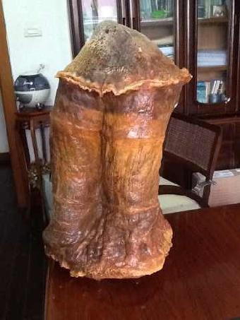 太岁肉 太岁肉一般泡几天用效果好