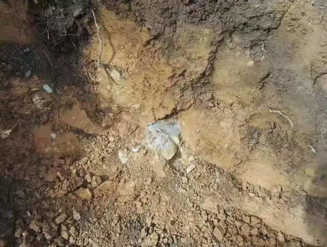 种生基最简单方法 怎么种生基才有效果