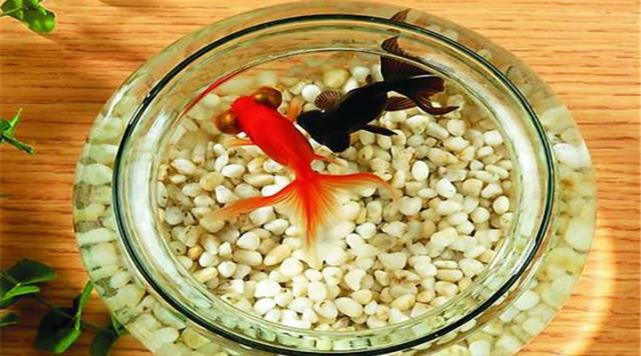 养鱼的风水有什么讲究 养鱼风水6大讲究