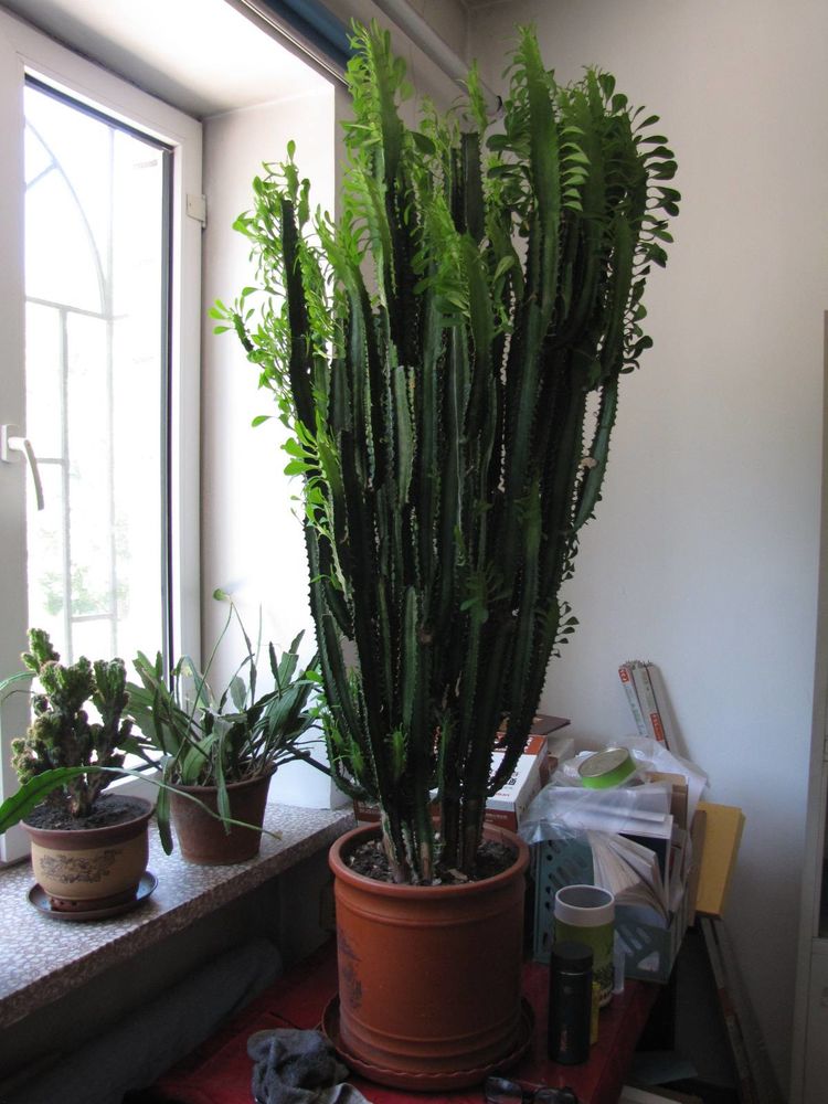 厕所煞气的化解植物 化解卫生间的煞气植物