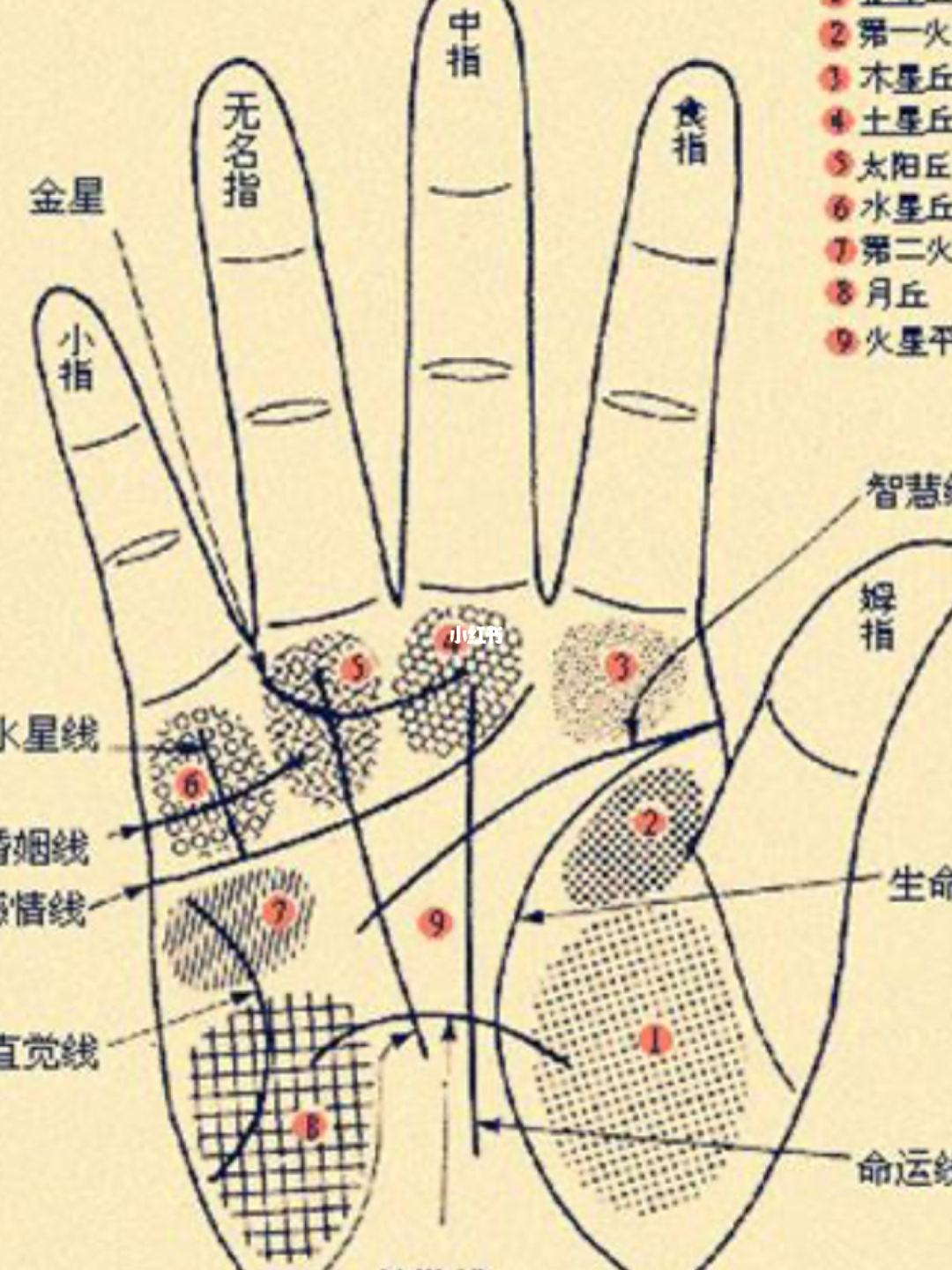 手掌纹路看手相 手掌纹路看手相图解女