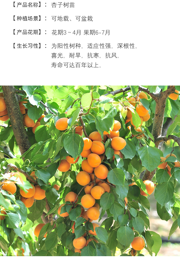 北方庭院栽什么果树风水好 北方庭院栽什么果树风水好呢