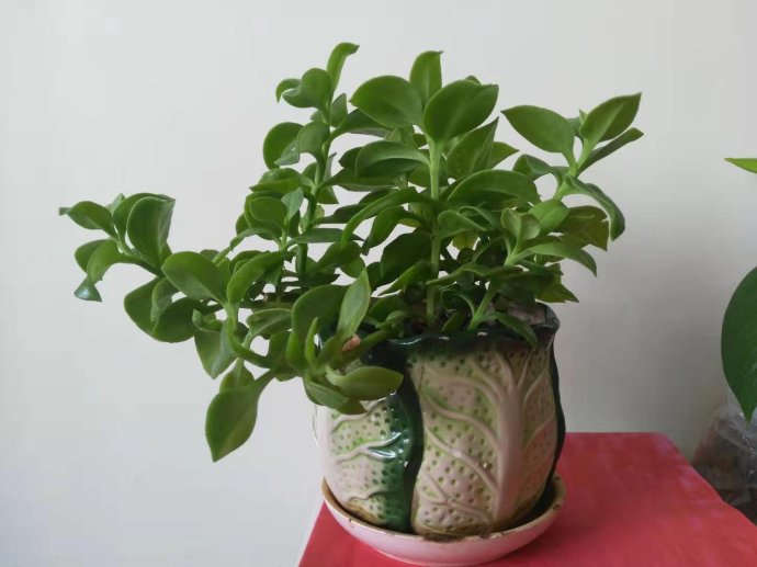 室内风水植物和花卉 室内植物风水树有哪些
