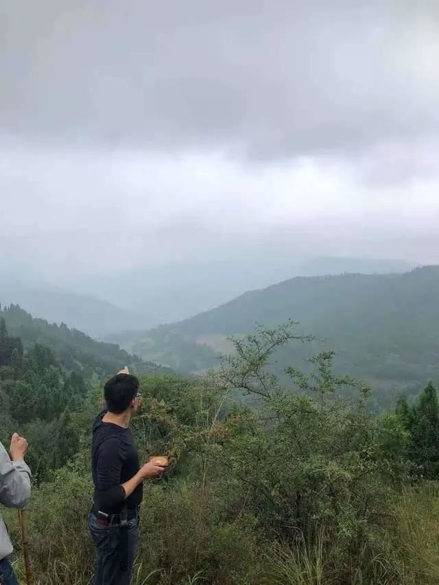 什么人不能种生基 什么人不能种生基果树