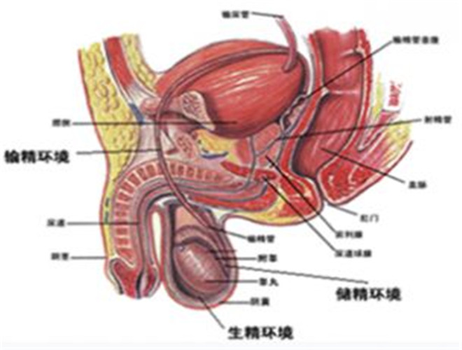 男人陰囊上長痣命運 睾丸有痣的男人命運圖解