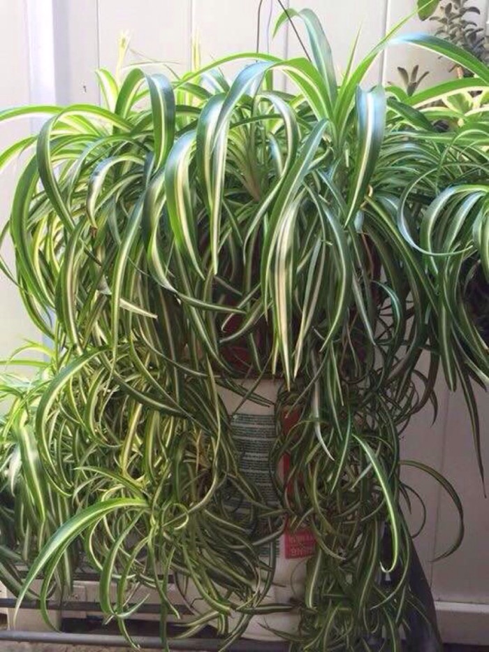 吊兰开花风水上好不好 吊兰开花风水上好不好养