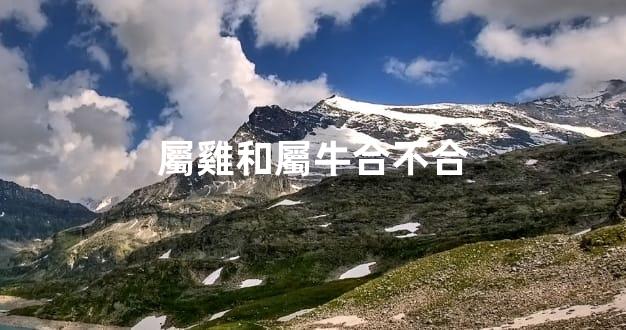 屬雞和屬牛合不合