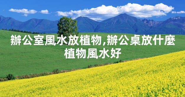 辦公室風水放植物,辦公桌放什麼植物風水好