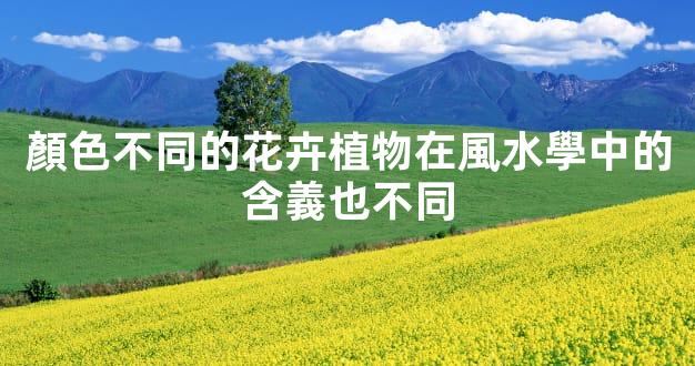 顏色不同的花卉植物在風水學中的含義也不同