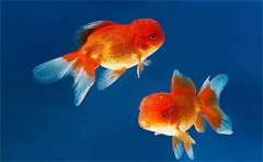 家裏養金魚對財運好嗎