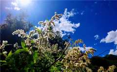 能在這十天念一遍此經，你和家人永離惡趣，現世無一切橫禍疾病