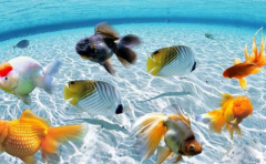 家居養魚擺放宜忌 千萬不要擺放錯了 不然當心破財