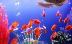 家居養魚的數量幾條好 不同數量寓意不同 這個尤為受歡迎