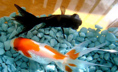 養什麼魚招財 這4種魚好看且旺運 讓你財源滾滾來