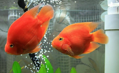 家裏養的魚死了有什麼寓意 這4種說法你聽說過嗎