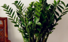 家裏種什麼植物旺財 這8種植物便宜又好養 懶人必備