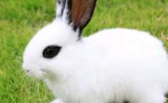 農曆幾月的兔有福 這3月出生的都不錯 有沒有你 