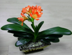 鄭博士說風水新浪博客 鄭博士12生肖下周運勢提前報